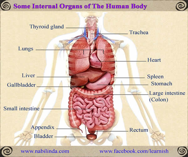 Some Internal Organs of The Human Body - English Vocabulary