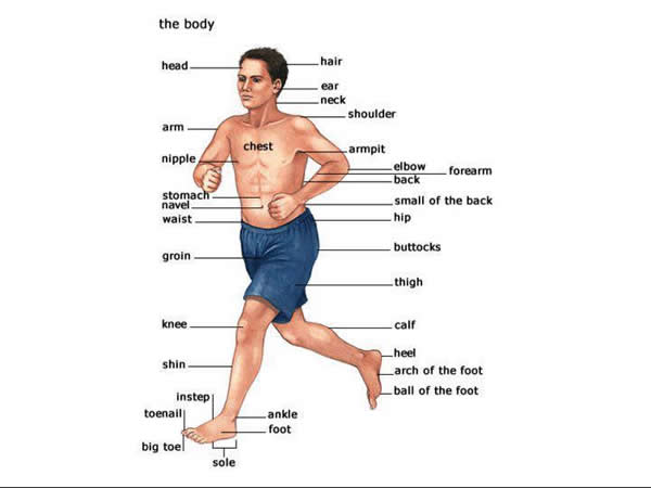 Getting to Know Our Body – Vocabulary Study