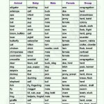 animals vocabulary