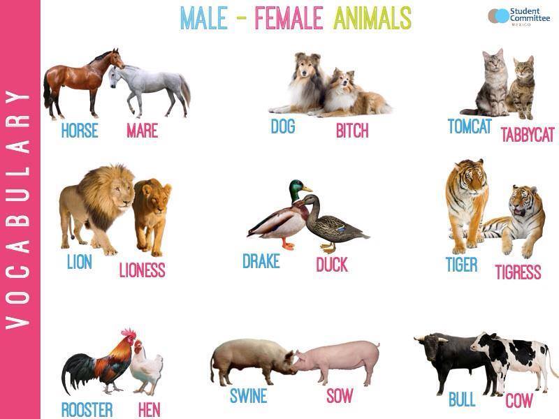 Gender of Animals - English Vocabulary - English Learn Site