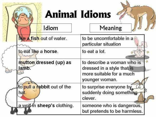 animal idioms-2
