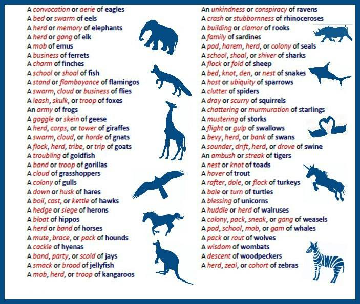 Collective Nouns Animal Match Worksheet