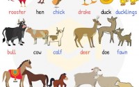 Male, Female and Young Animals - English Vocabulary