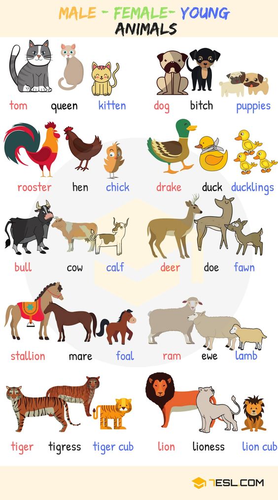 Male, Female and Young Animals – English Vocabulary